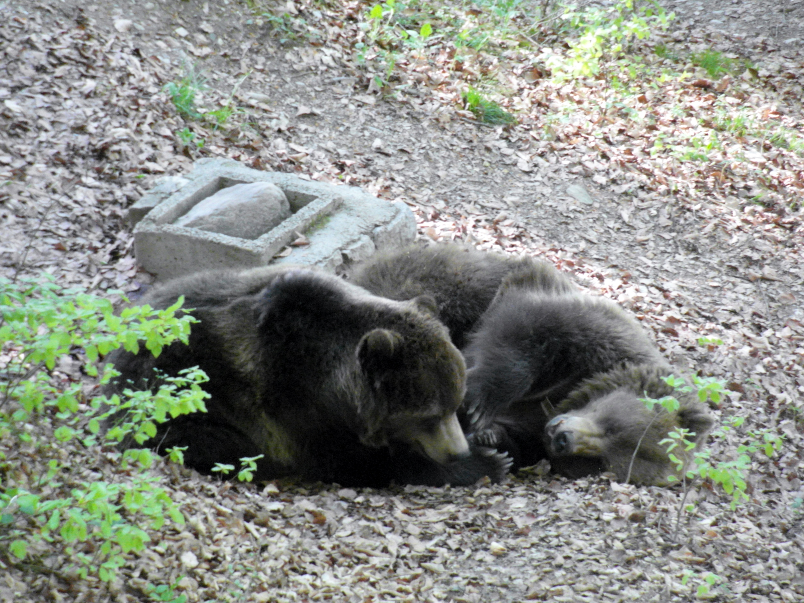 Gemeinsam ruhende Braunbären im Wildpark Spormaggiore