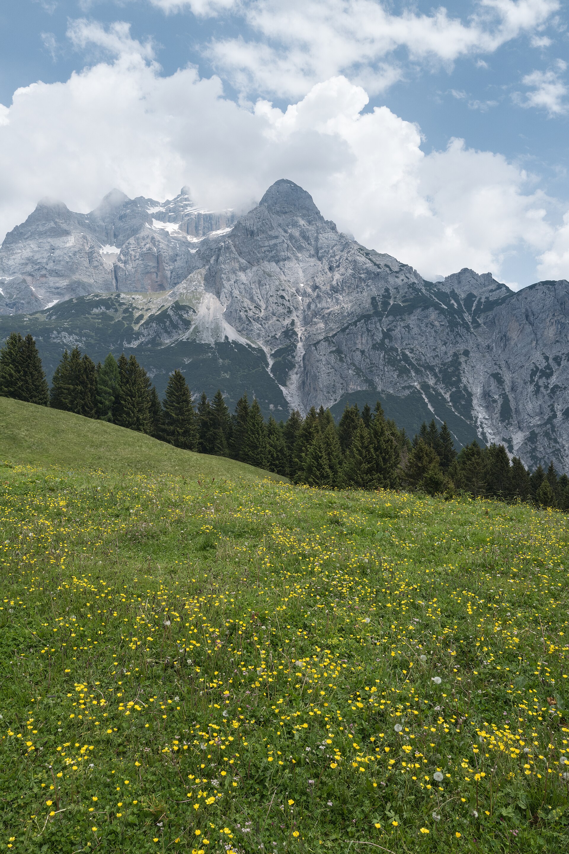 Flowering pasture below the Brenta Dolomites near Malga Movlina in Val d’Algone